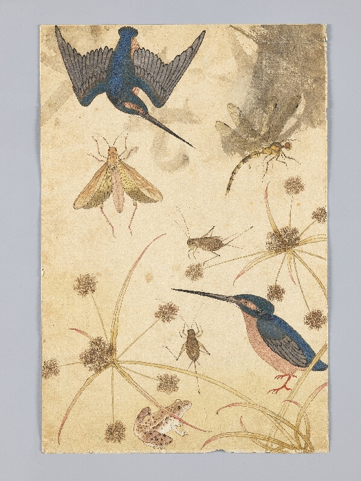 꽃,새,곤충,물고기 그림 이미지 9 보기