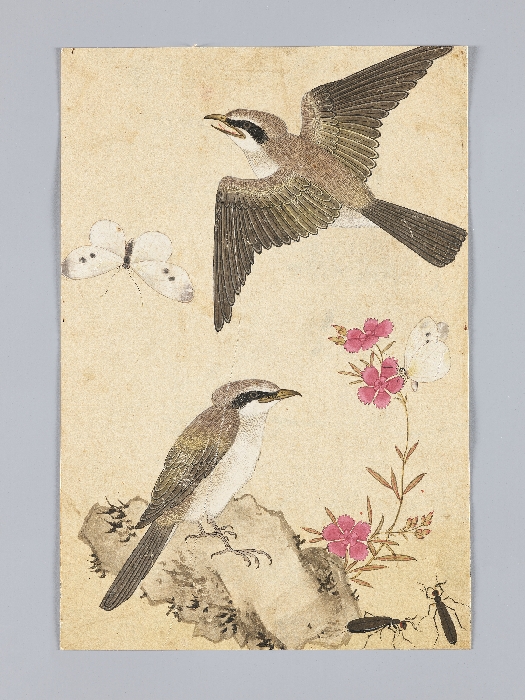 꽃,새,곤충,물고기 그림 이미지 10 보기