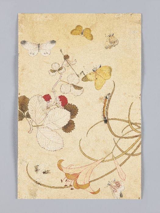꽃,새,곤충,물고기 그림 이미지 13 보기