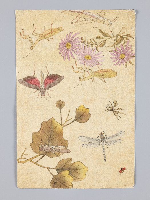 꽃,새,곤충,물고기 그림 이미지 14 보기