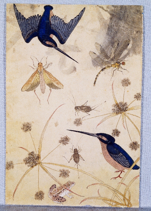 꽃,새,곤충,물고기 그림 이미지 3 보기