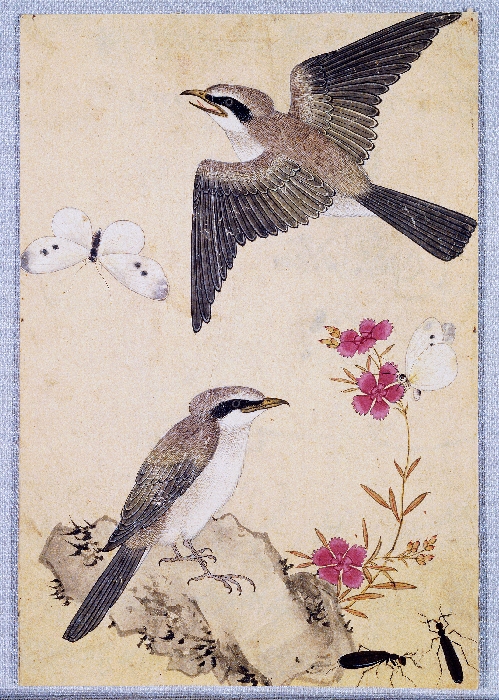꽃,새,곤충,물고기 그림 이미지 4 보기