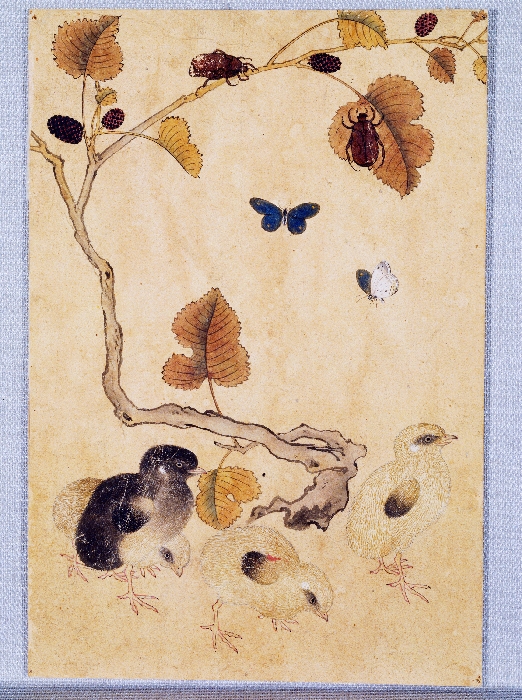 꽃,새,곤충,물고기 그림 이미지 5 보기