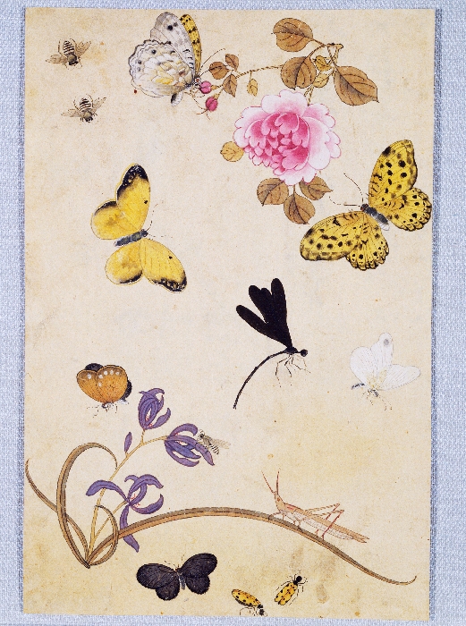 꽃,새,곤충,물고기 그림 이미지 6 보기