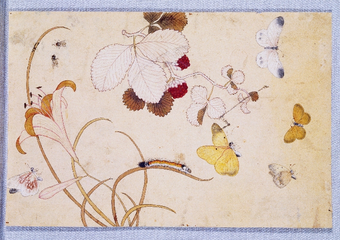 꽃,새,곤충,물고기 그림 이미지 7 보기