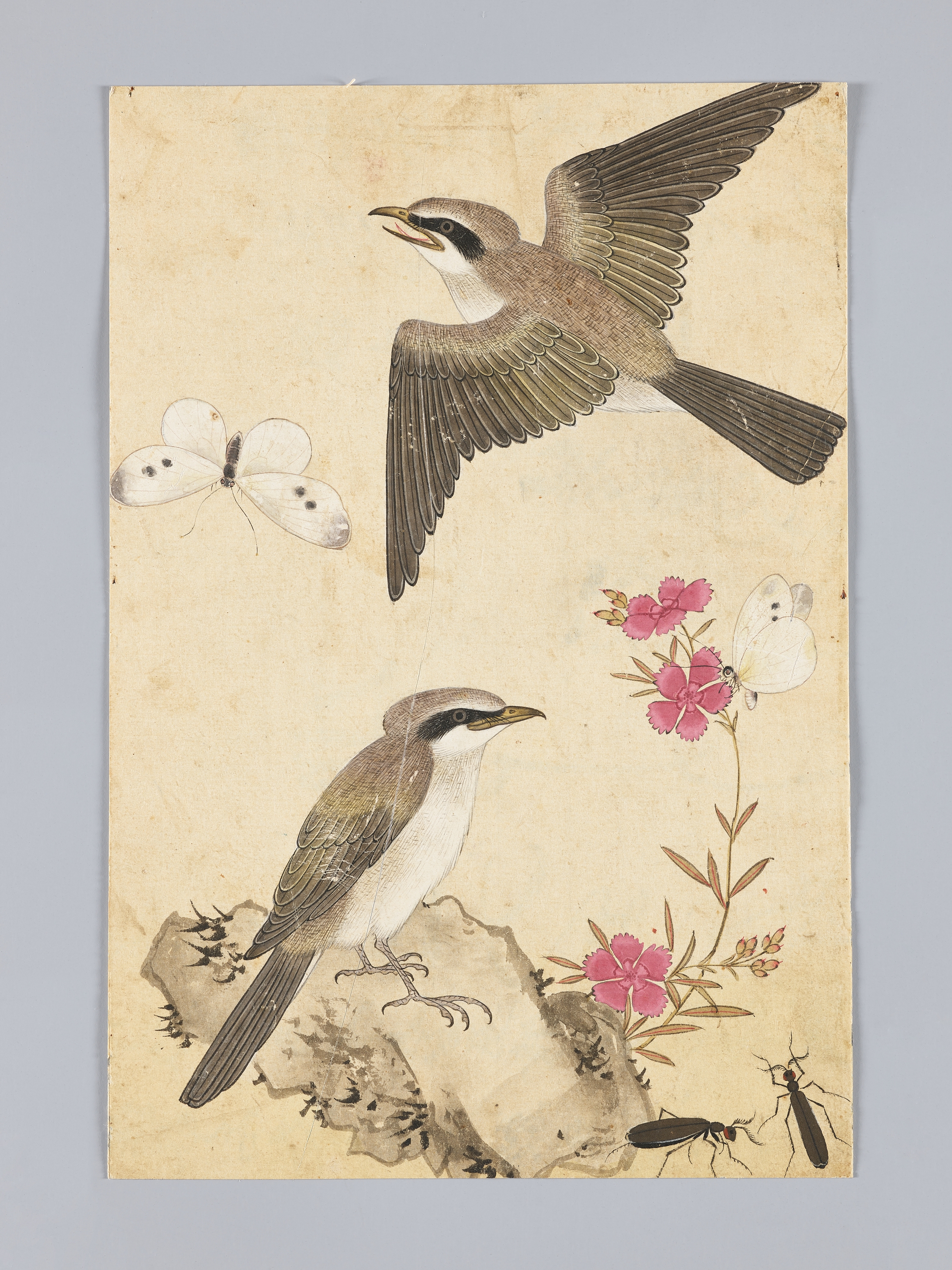 꽃,새,곤충,물고기 그림 이미지 10